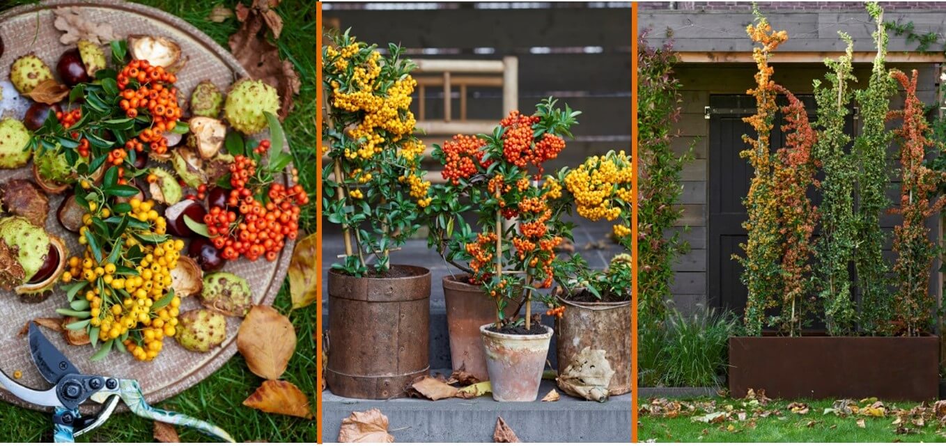 Pyracantha tuinplant van de maand oktober