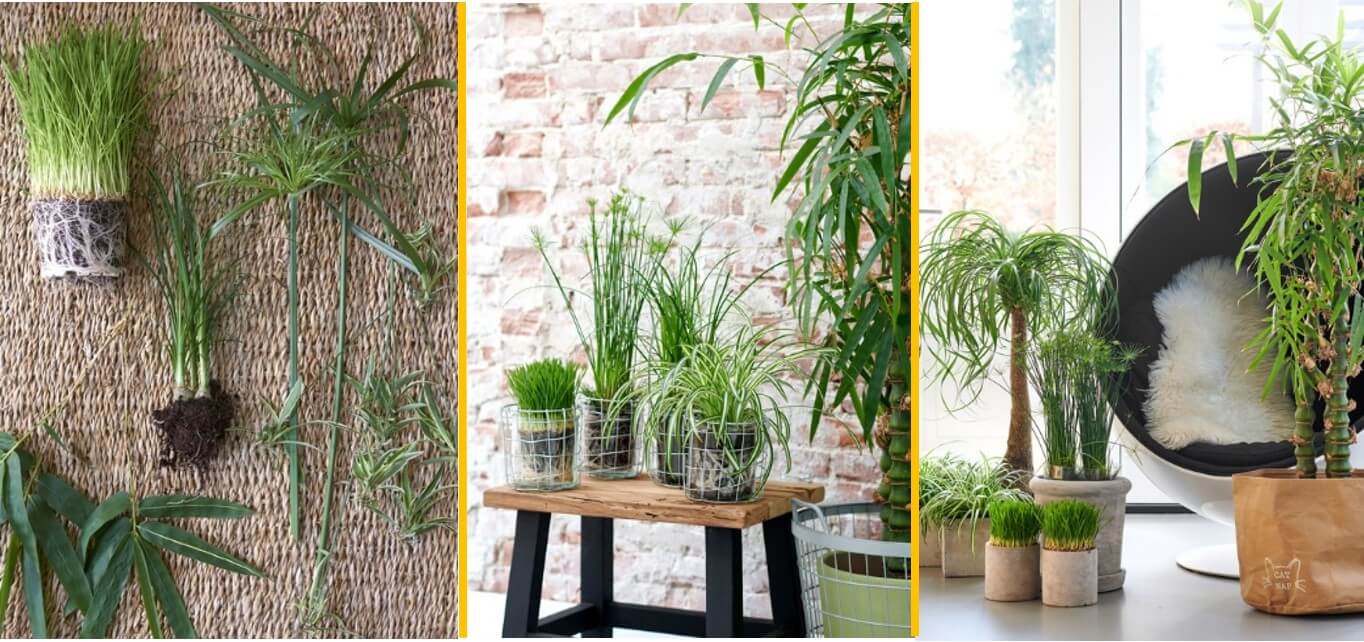 Groene dierenvrienden: Woonplanten van oktober