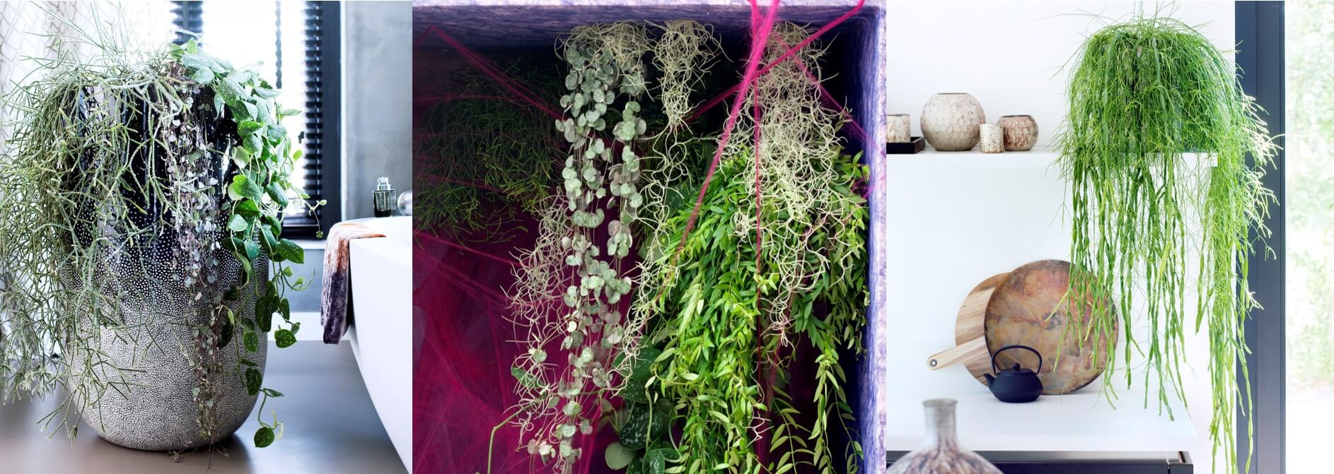 Woonplant van de maand november: Rhipsalis