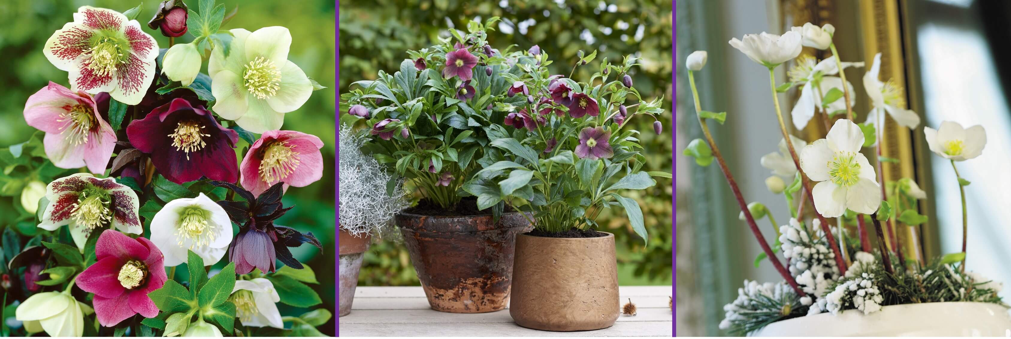 Tuinplant van de maand December: Helleborus