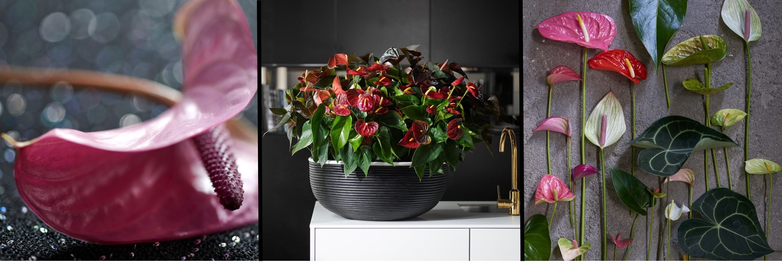 Woonplant van de maand December: Anthurium