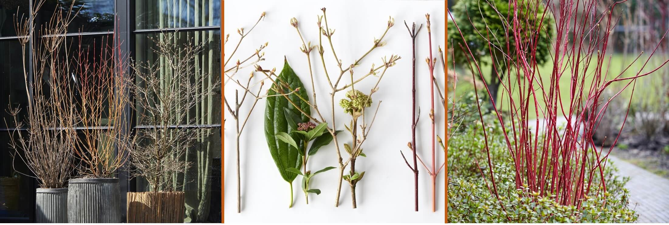 Sleeping Beauties: Tuinplanten van de maand januari
