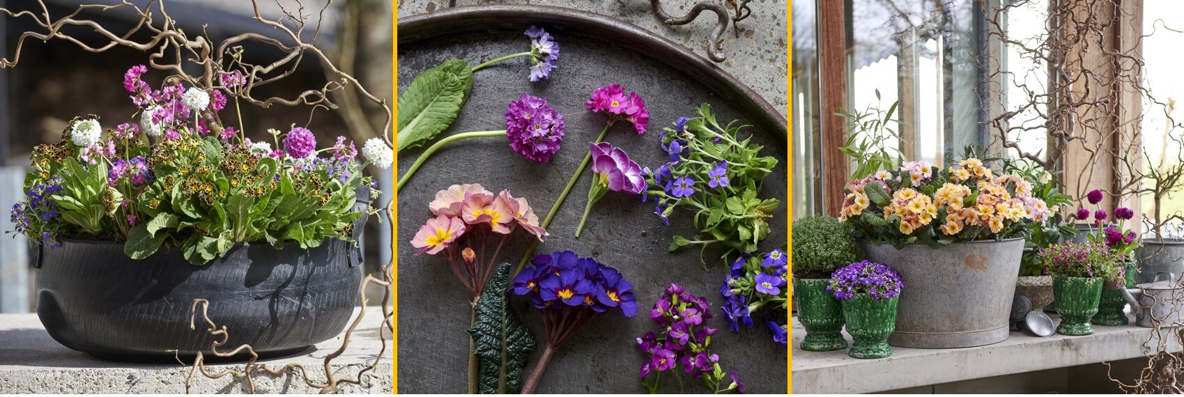Voorjaarsverrassingen: Tuinplanten van de maand februari