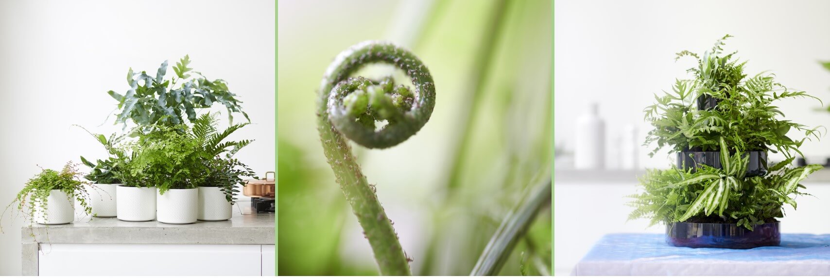Varens: Woonplanten van de maand februari