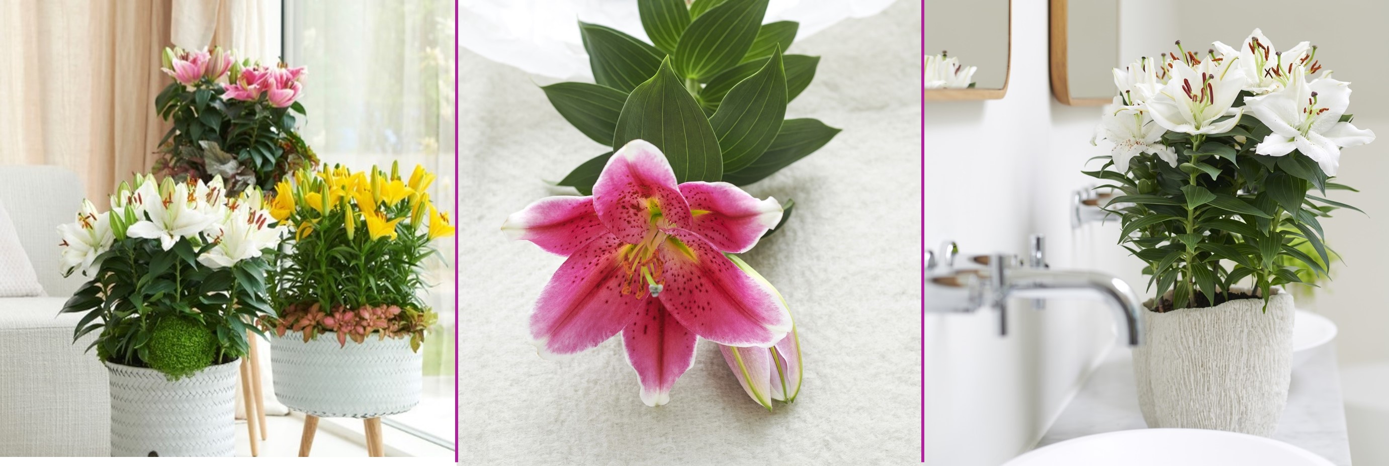 March 2019: lily Houseplant of the Month