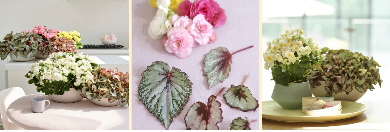 Begonia: Woonplant van de maand april