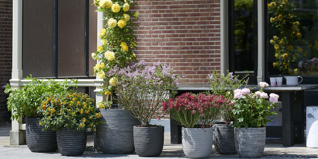 Geurende Blikvangers: tuinplanten van de maand mei