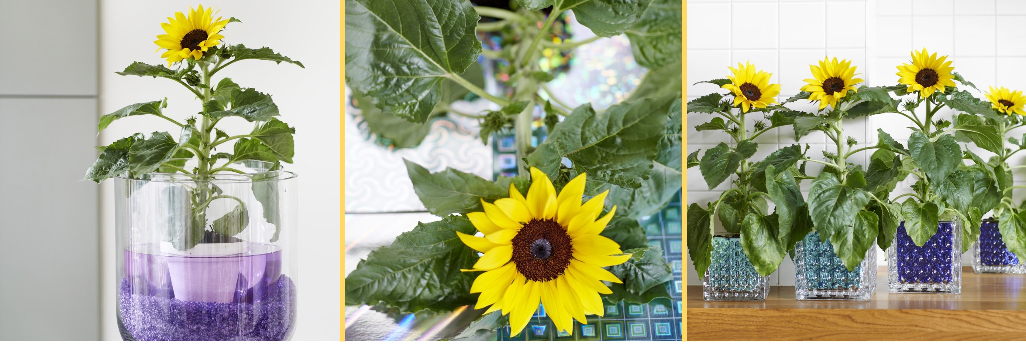 A chaque mois sa plante, juin : le Tournesol