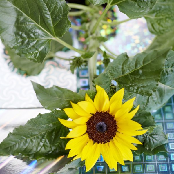 Helianthus flower