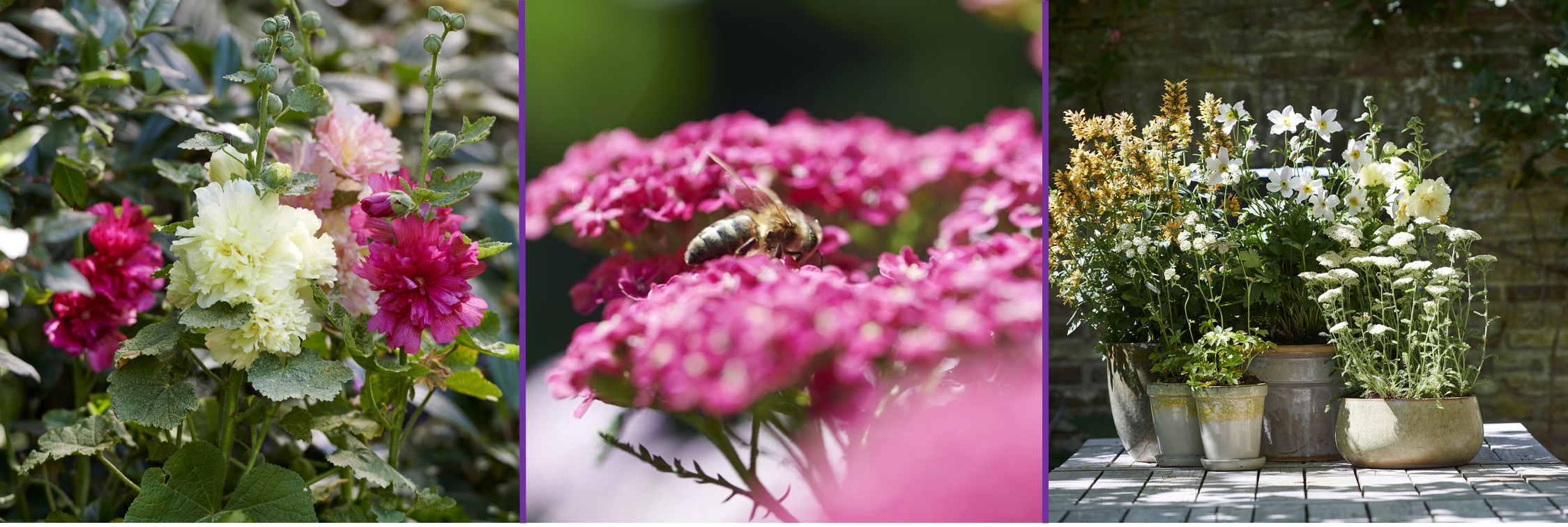 Bee Friends: Garden Plants of the Month for July