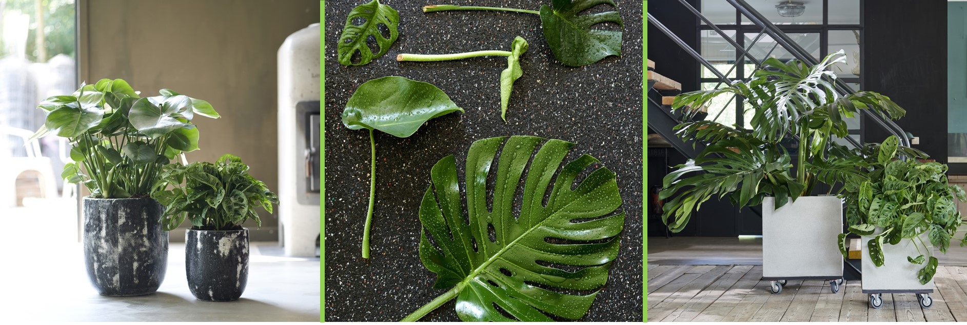 Monstera: July Houseplant of the Month