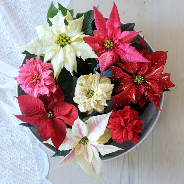 Poinsettia Mix