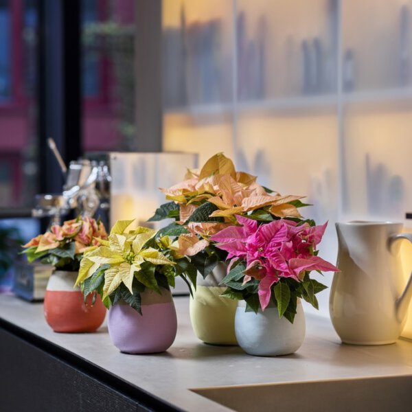 Poinsettia in pot